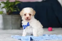 Crisco, a male Poodle - Toy  for sale in Sugarcreek, OH – Photo 3 of 10