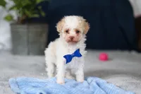 Crisco, a male Poodle - Toy  for sale in Sugarcreek, OH – Photo 4 of 10