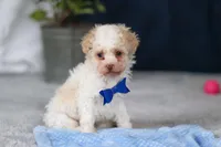 Crisco, a male Poodle - Toy  for sale in Sugarcreek, OH – Photo 1 of 10