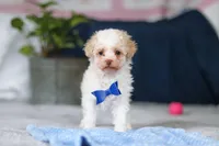 Crisco, a male Poodle - Toy  for sale in Sugarcreek, OH – Photo 8 of 10