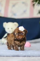 Briana, a female Poodle - Toy  for sale in Sugarcreek, OH – 9 of 9