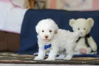 Bingo, a male Poodle - Toy  for sale in Sugarcreek, OH – 2 of 10