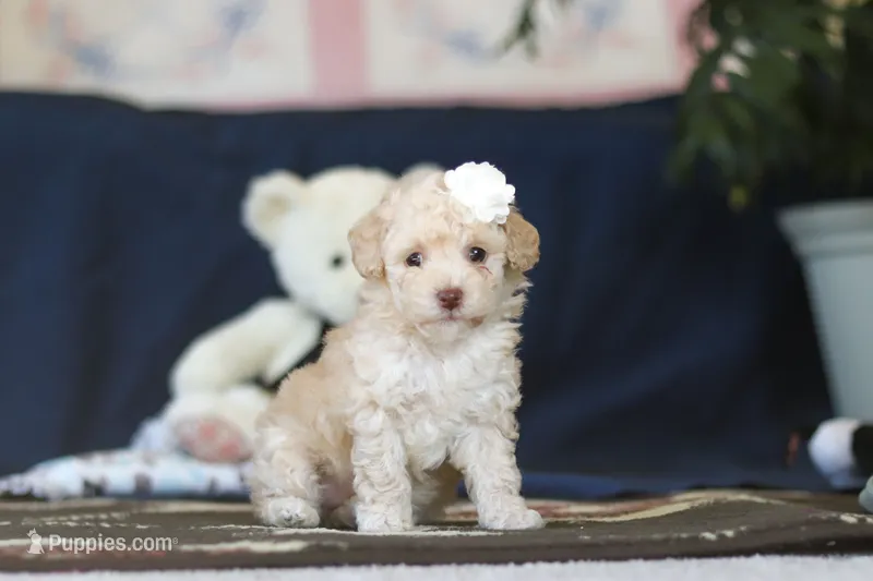 Betsy – Poodle - Toy  puppy for sale in Sugarcreek, OH