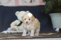 Betsy, a female Poodle - Toy  for sale in Sugarcreek, OH – 7 of 9