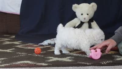 Bingo, a male Poodle - Toy  for sale in Sugarcreek, OH – 10 of 10