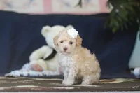 Betsy, a female Poodle - Toy  for sale in Sugarcreek, OH – 8 of 9