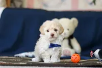 Biscuit, a male Poodle - Toy  for sale in Sugarcreek, OH – 3 of 10