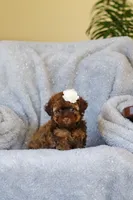 Briana, a female Poodle - Toy  for sale in Sugarcreek, OH – 6 of 9