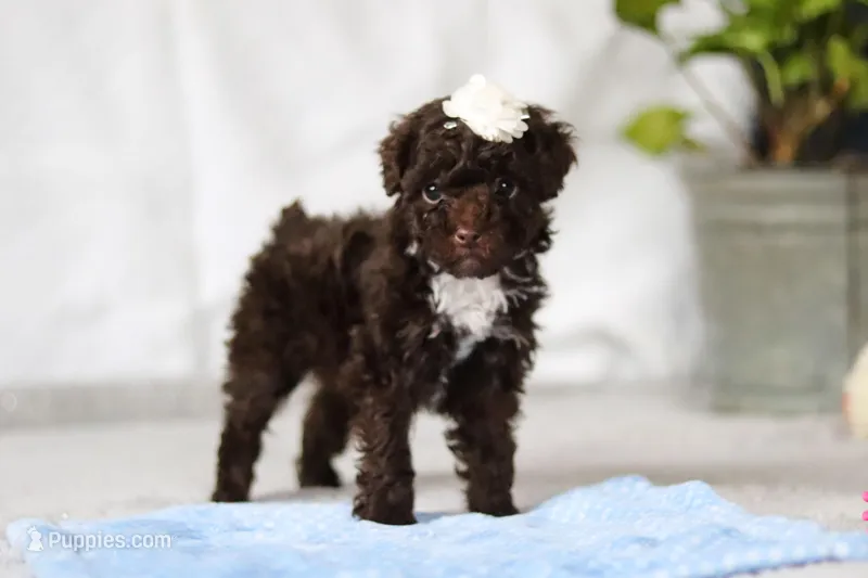 Avery – Poodle - Toy  puppy for sale in Sugarcreek, OH