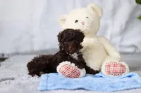 Avery, a female Poodle - Toy  for sale in Sugarcreek, OH – Photo 6 of 8