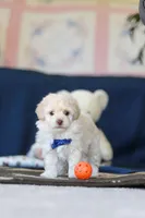 Biscuit, a male Poodle - Toy  for sale in Sugarcreek, OH – 7 of 10