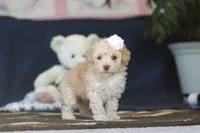 Betsy, a female Poodle - Toy  for sale in Sugarcreek, OH – 4 of 9