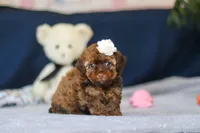 Briana, a female Poodle - Toy  for sale in Sugarcreek, OH – 2 of 9
