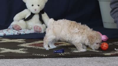 Biscuit, a male Poodle - Toy  for sale in Sugarcreek, OH – 10 of 10