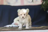 Betsy, a female Poodle - Toy  for sale in Sugarcreek, OH – 2 of 9