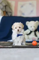 Biscuit, a male Poodle - Toy  for sale in Sugarcreek, OH – 6 of 10