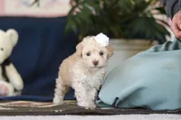 Betsy, a female Poodle - Toy  for sale in Sugarcreek, OH – 5 of 9