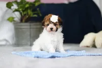 Analee, a female Poodle - Toy  for sale in Sugarcreek, OH – Photo 3 of 9