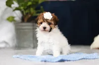 Analee, a female Poodle - Toy  for sale in Sugarcreek, OH – Photo 1 of 9