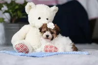 Analee, a female Poodle - Toy  for sale in Sugarcreek, OH – Photo 4 of 9