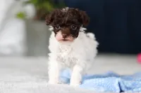 Coby, a male Poodle - Toy  for sale in Sugarcreek, OH – Photo 5 of 10