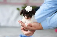 Coby, a male Poodle - Toy  for sale in Sugarcreek, OH – Photo 3 of 10