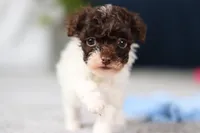 Coby, a male Poodle - Toy  for sale in Sugarcreek, OH – Photo 6 of 10