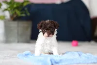 Coby, a male Poodle - Toy  for sale in Sugarcreek, OH – Photo 7 of 10