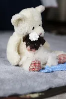 Coby, a male Poodle - Toy  for sale in Sugarcreek, OH – Photo 4 of 10