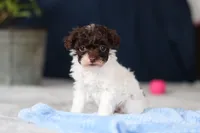 Coby, a male Poodle - Toy  for sale in Sugarcreek, OH – Photo 2 of 10