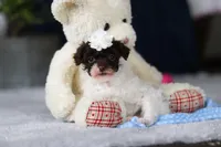 Coby, a male Poodle - Toy  for sale in Sugarcreek, OH – Photo 9 of 10