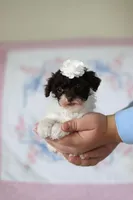 Coby, a male Poodle - Toy  for sale in Sugarcreek, OH – Photo 8 of 10