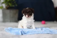 Coby, a male Poodle - Toy  for sale in Sugarcreek, OH – Photo 10 of 10