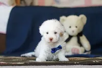 Bingo, a male Poodle - Toy  for sale in Sugarcreek, OH – 3 of 10