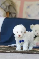 Bingo, a male Poodle - Toy  for sale in Sugarcreek, OH – 7 of 10