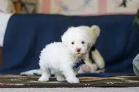 Bingo, a male Poodle - Toy  for sale in Sugarcreek, OH – 4 of 10