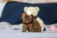 Briana, a female Poodle - Toy  for sale in Sugarcreek, OH – 1 of 9