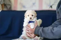 Biscuit, a male Poodle - Toy  for sale in Sugarcreek, OH – 8 of 10