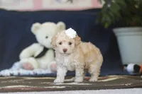 Betsy, a female Poodle - Toy  for sale in Sugarcreek, OH – 6 of 9