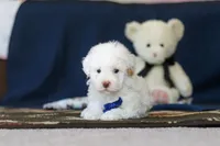 Bingo, a male Poodle - Toy  for sale in Sugarcreek, OH – 6 of 10