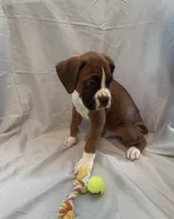 Big Blue, a male Boxer for sale in Whitley City, KY – 5 of 10