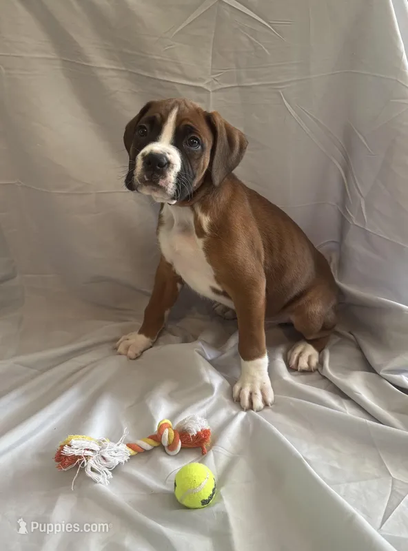 Big Blue – Boxer puppy for sale in Whitley City, KY