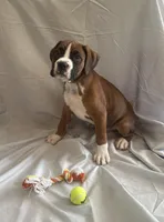 Big Blue, a male Boxer for sale in Whitley City, KY – 1 of 10