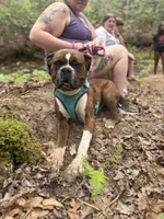 Big Blue, a male Boxer for sale in Whitley City, KY – 10 of 10