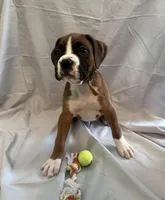 Big Blue, a male Boxer for sale in Whitley City, KY – 4 of 10