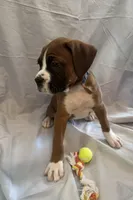 Big Blue, a male Boxer for sale in Whitley City, KY – 3 of 10