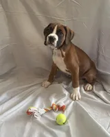 Big Blue, a male Boxer for sale in Whitley City, KY – 2 of 10