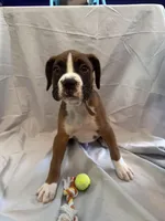 Big Blue, a male Boxer for sale in Whitley City, KY – 6 of 10