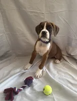 Nova Rain , a female Boxer for sale in Whitley City, KY – 2 of 10