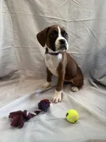 Nova Rain , a female Boxer for sale in Whitley City, KY – 8 of 10